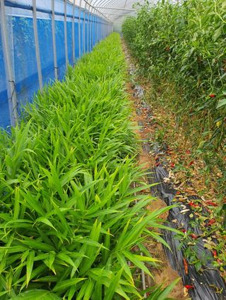 구자면님의 고추 · 영농일지 작성글 사진