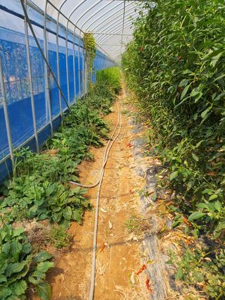 구자면님의 고추 · 영농일지 작성글 사진