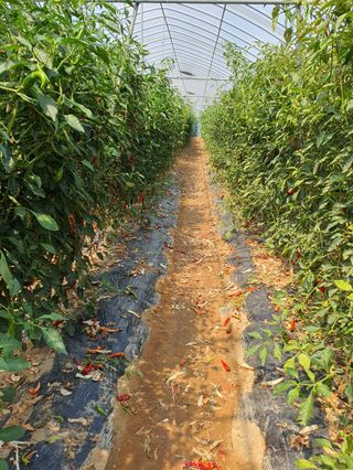 구자면님의 고추 · 영농일지 작성글 사진