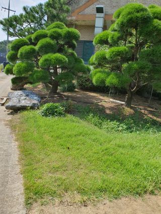 구자면님의 고추 · 영농일지 작성글 사진