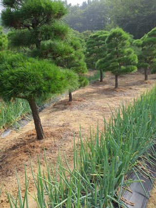 구자면님의 자유주제 · 자유게시판 작성글 사진