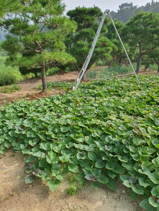 구자면님의 자유주제 · 자유게시판 작성글 사진