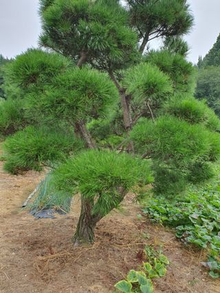 구자면님의 자유주제 · 자유게시판 작성글 사진