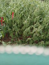 팜모닝 들깨·영농일지 게시글 이미지