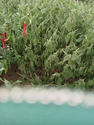 이희자님의 들깨 · 영농일지 작성글 사진