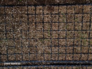 김동제님의 양파 · 병해충상담 작성글 사진