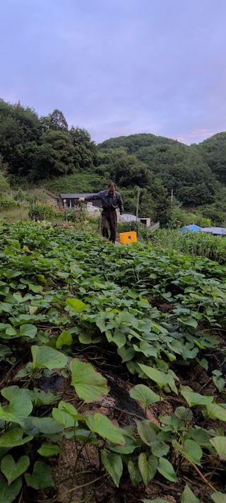 이일철 (조이산골)님의 자유주제 · 자유게시판 작성글 사진