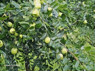 공주유구 구계박만호님의 기타작물 · 영농일지 작성글 사진