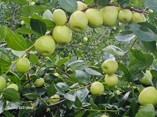 공주유구 구계박만호님의 기타작물 · 영농일지 작성글 사진