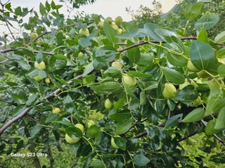 공주유구 구계박만호님의 기타작물 · 영농일지 작성글 사진