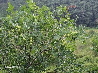 공주유구 구계박만호님의 기타작물 · 영농일지 작성글 사진