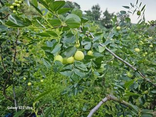 공주유구 구계박만호님의 기타작물 · 영농일지 작성글 사진