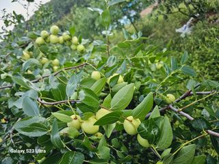 공주유구 구계박만호님의 기타작물 · 영농일지 작성글 사진