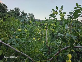 공주유구 구계박만호님의 기타작물 · 영농일지 작성글 사진