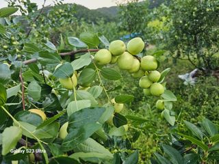 공주유구 구계박만호님의 기타작물 · 영농일지 작성글 사진