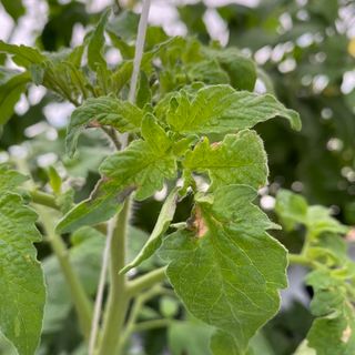 알 수 없음님의 토마토 · 병해충상담 작성글 사진