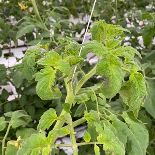 알 수 없음님의 토마토 · 병해충상담 작성글 사진