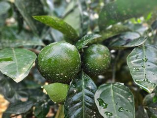 새달귤농장님의 귤 · 영농일지 작성글 사진