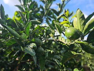 새달귤농장님의 귤 · 영농일지 작성글 사진