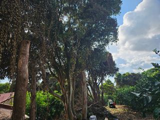 새달귤농장님의 귤 · 영농일지 작성글 사진