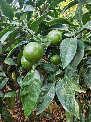 새달귤농장님의 귤 · 영농일지 작성글 사진