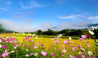 야 인님의 한가위, 덕담을 나눠주세요 · 참여글 작성글 사진