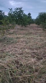 팜모닝 기타작물·영농일지 게시글 이미지