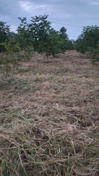 김우석님의 기타작물 · 영농일지 작성글 사진