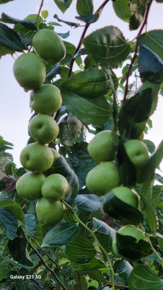 이근재님의 들깨 · 영농일지 작성글 사진