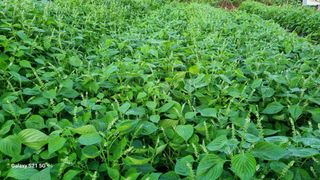 이근재님의 들깨 · 영농일지 작성글 사진