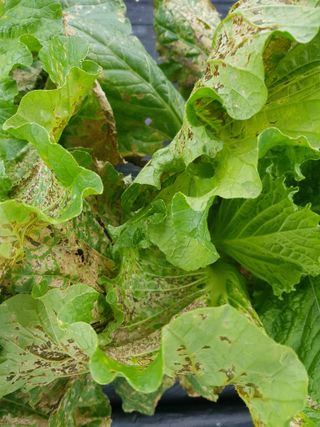 유목님의 배추 · 병해충상담 작성글 사진