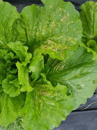 유목님의 배추 · 병해충상담 작성글 사진