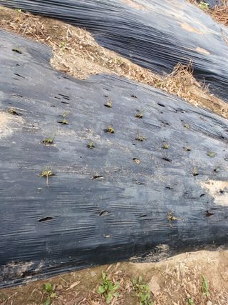 서준식님의 자유주제 · 자유게시판 작성글 사진