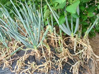 서준식님의 자유주제 · 자유게시판 작성글 사진