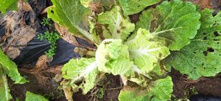 김수용님의 배추 · 병해충상담 작성글 사진