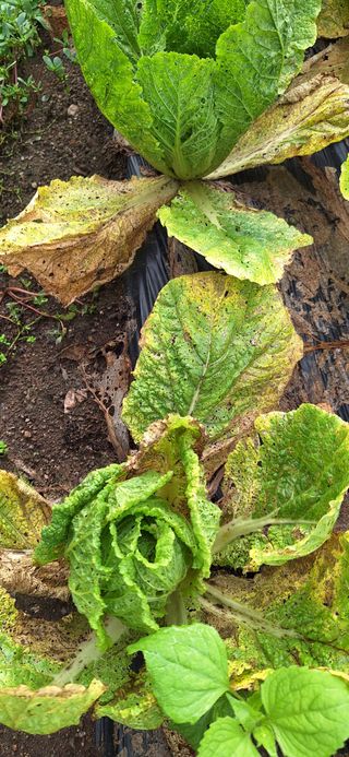 김수용님의 배추 · 병해충상담 작성글 사진
