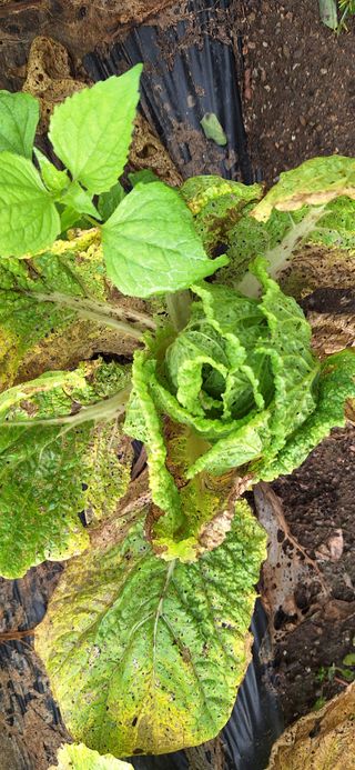 김수용님의 배추 · 병해충상담 작성글 사진