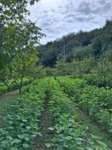 팜모닝 들깨·영농일지 게시글 이미지