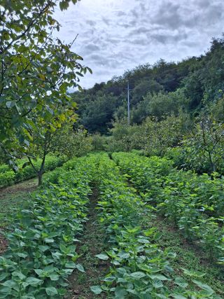 000님의 들깨 · 영농일지 작성글 사진