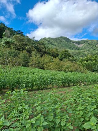 000님의 들깨 · 영농일지 작성글 사진