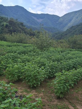 000님의 들깨 · 영농일지 작성글 사진