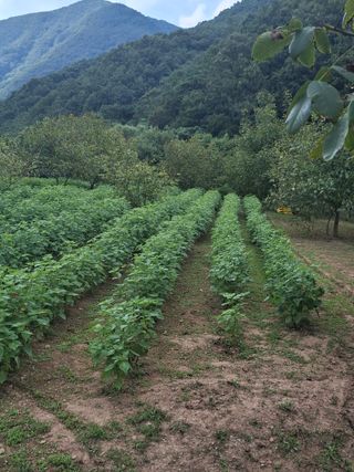 000님의 들깨 · 영농일지 작성글 사진