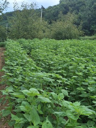 000님의 들깨 · 영농일지 작성글 사진