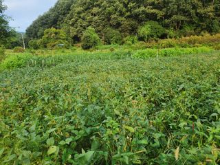 호산님의 콩 · 영농일지 작성글 사진