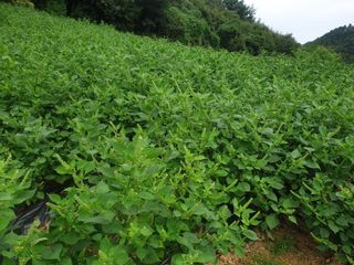 이종록님의 자유주제 · 자유게시판 작성글 사진