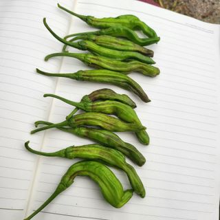 김명수님의 고추 · 병해충상담 작성글 사진