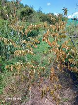 팜모닝 기타작물·병해충상담 게시글 이미지