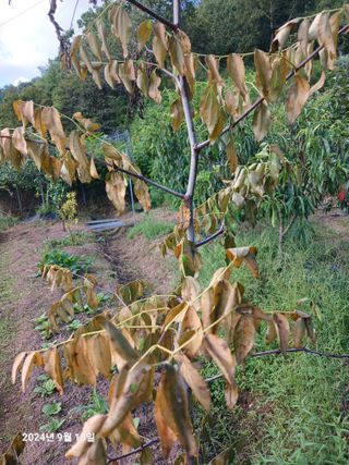 민재농장님의 기타작물 · 병해충상담 작성글 사진