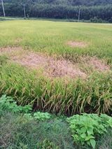 팜모닝 벼·영농일지 게시글 이미지