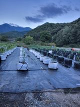 팜모닝 자유주제·사진전 게시글 이미지